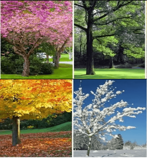 Seasons of the Soul – Guided Relaxations